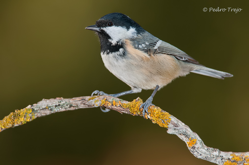 Carbonero garrapinos (Parus ater)